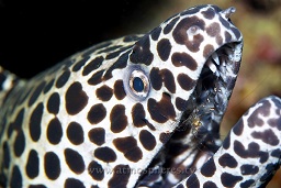 An unusual Harlequin moray being cleaned by a Brunn's cleaner shrimp at Shark point, Pulau Perhentian, South China sea, Penninsular Malaysia, Asia